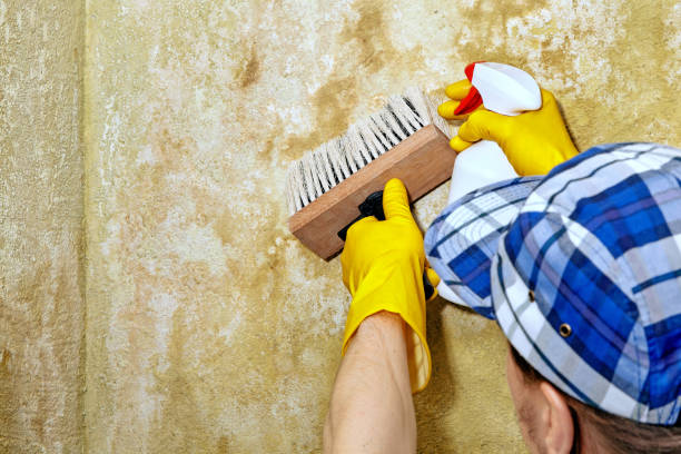 Professional Mold Removal in Ave Maria, FL